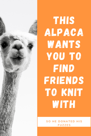 This Alpaca wanted you to find friends to knit with