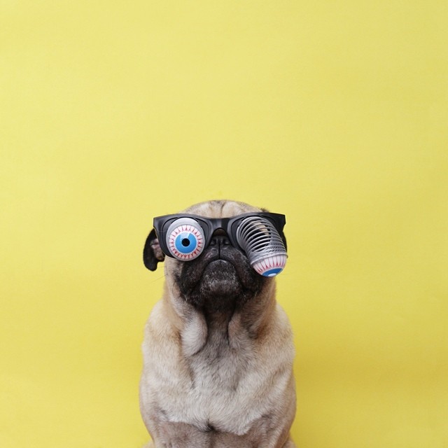 pug-wearing-eyeball-glasses