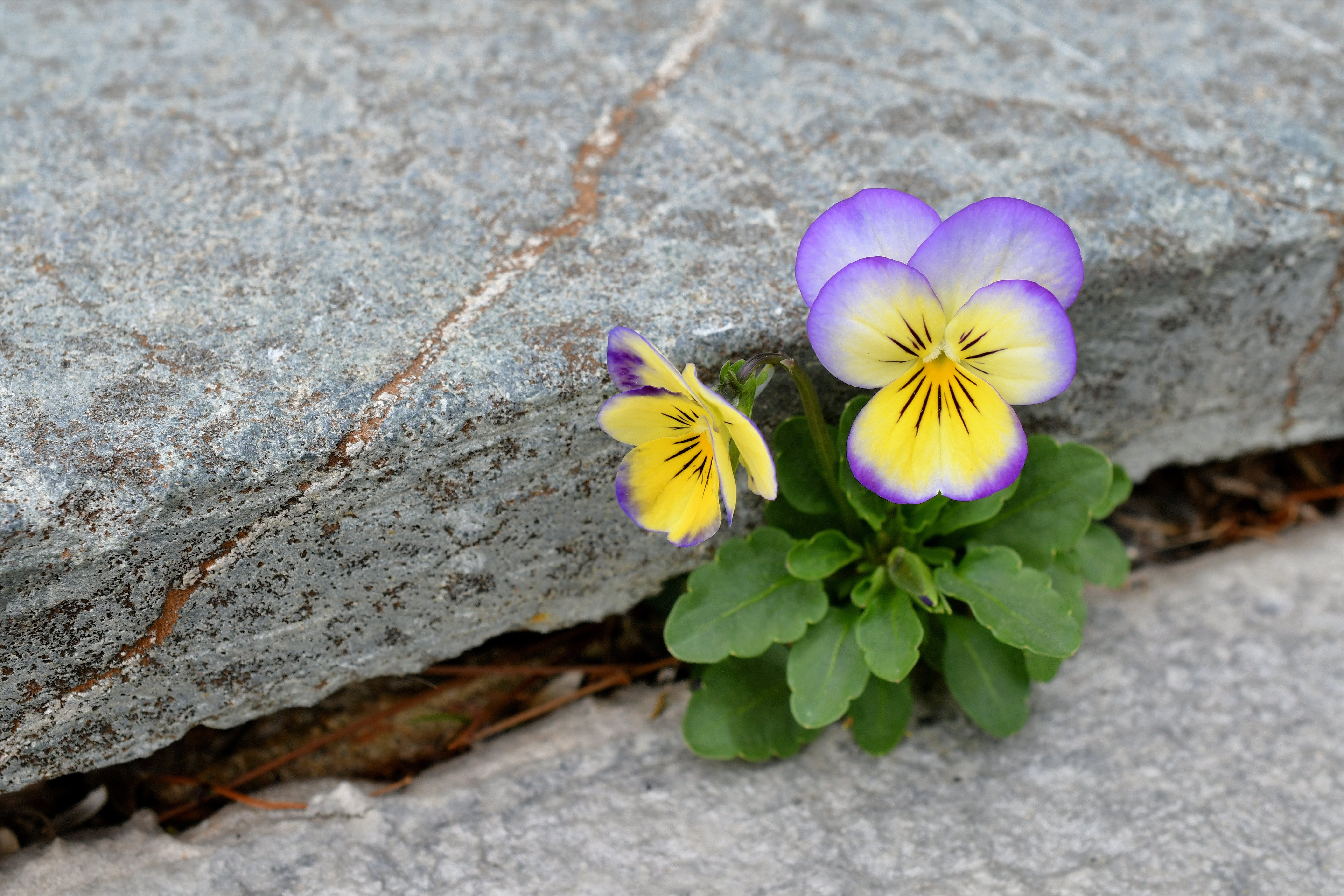purple-pansy-growing-out-of-pavement